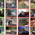 90种动物图像数据集
